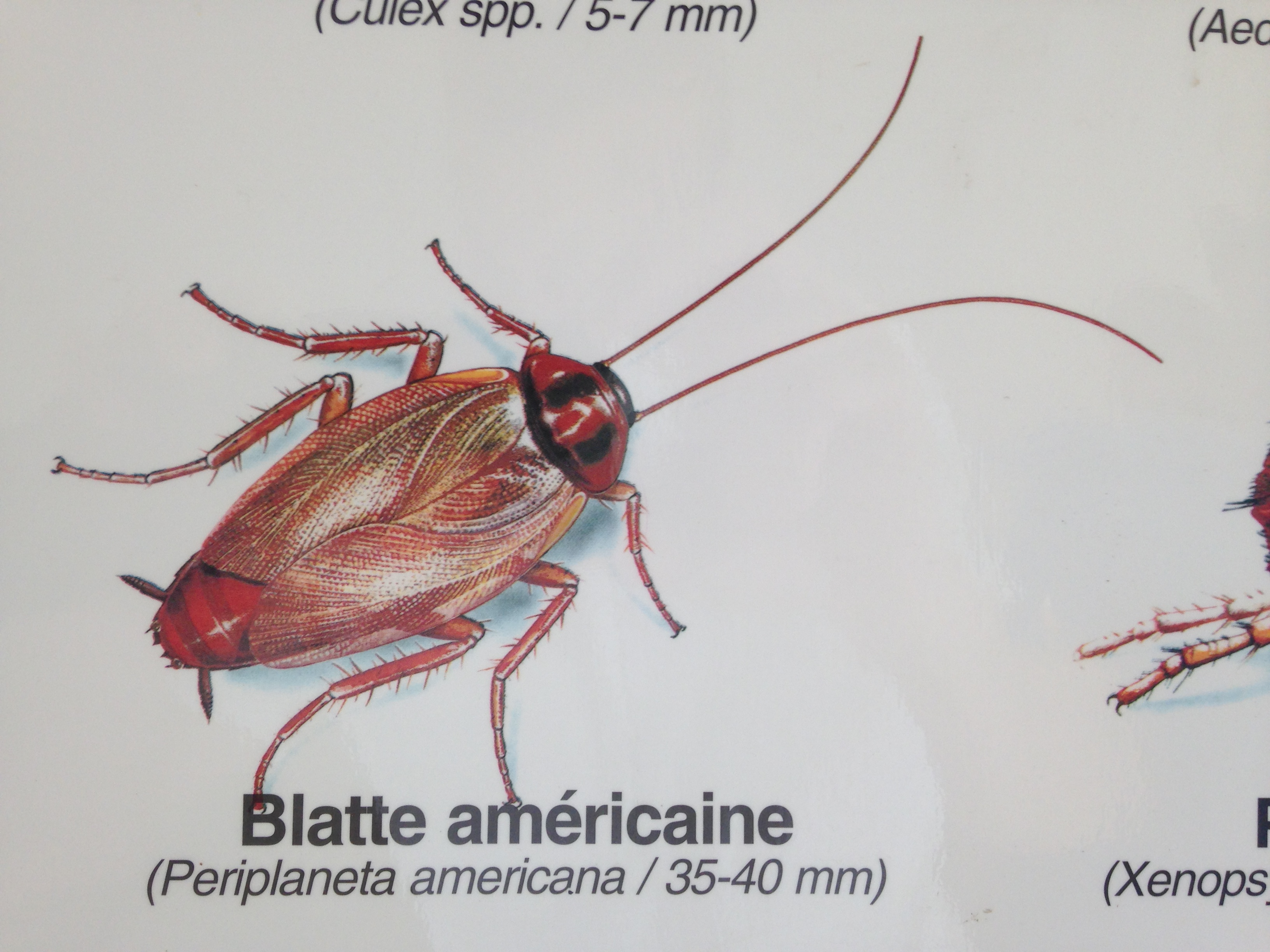 blatte americaine