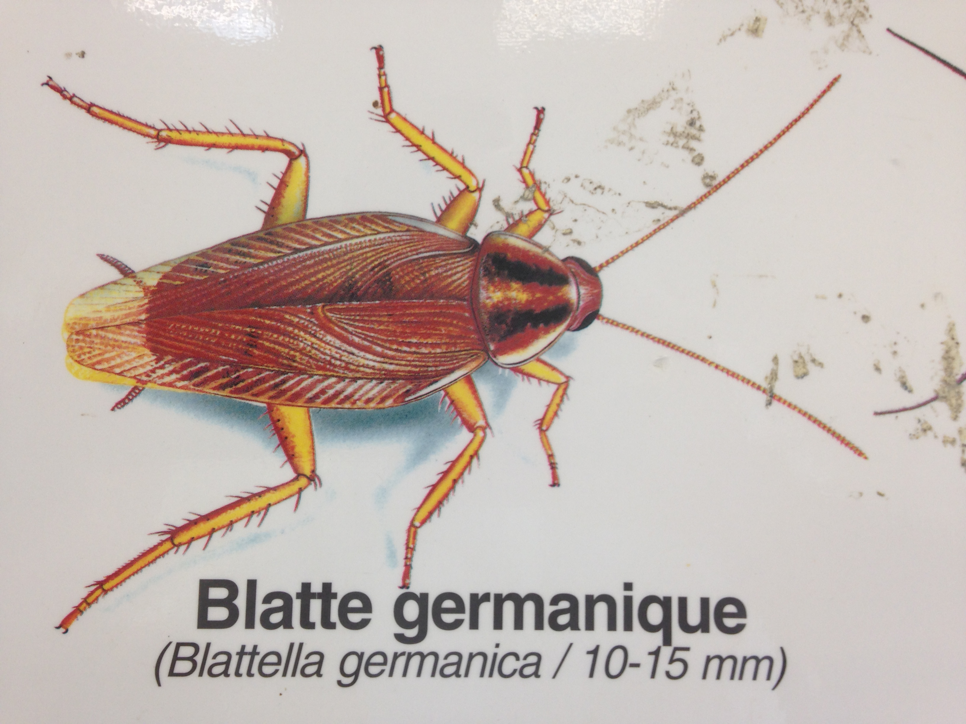 blatte germanique zoom