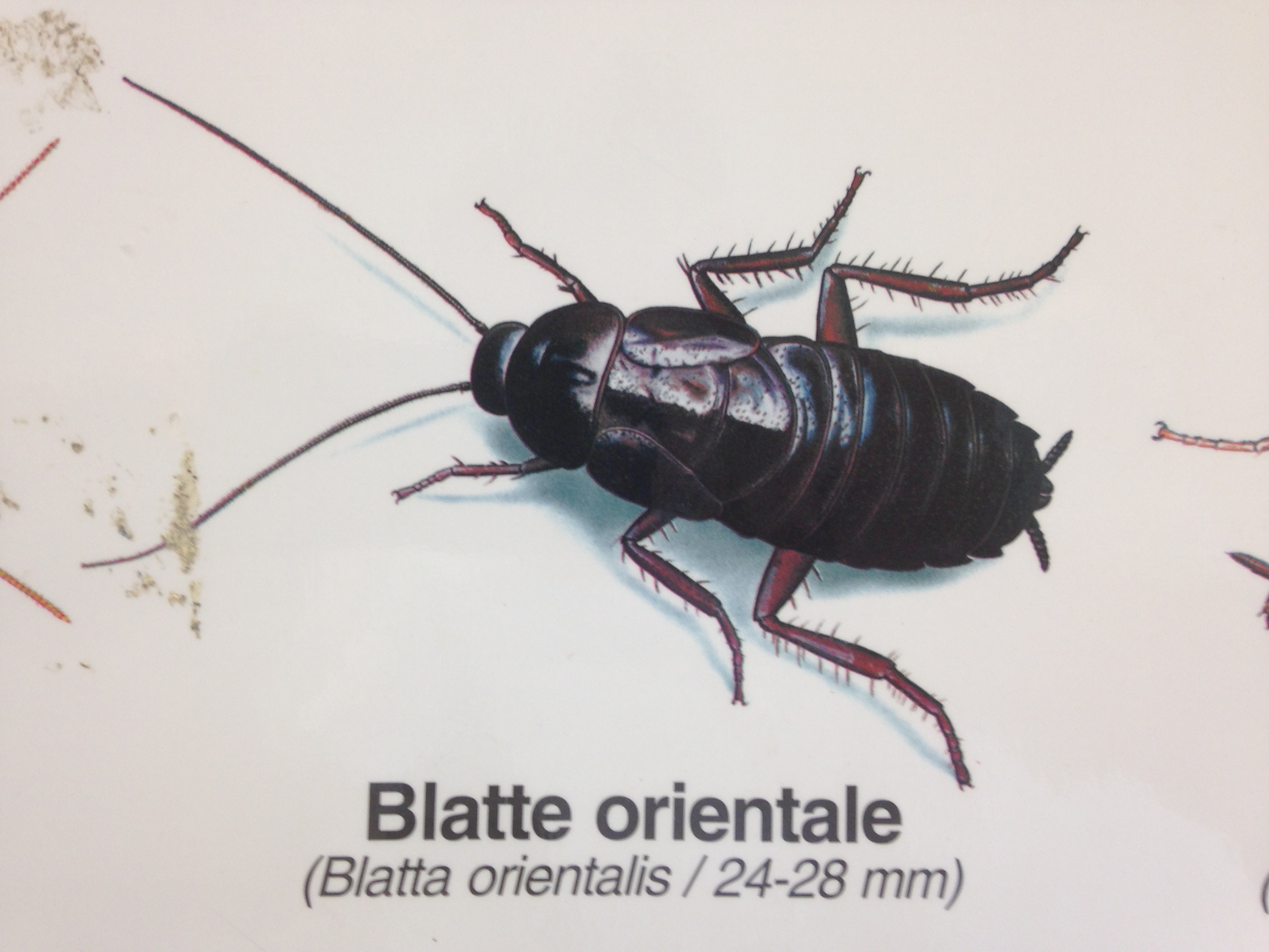 blatte orientale