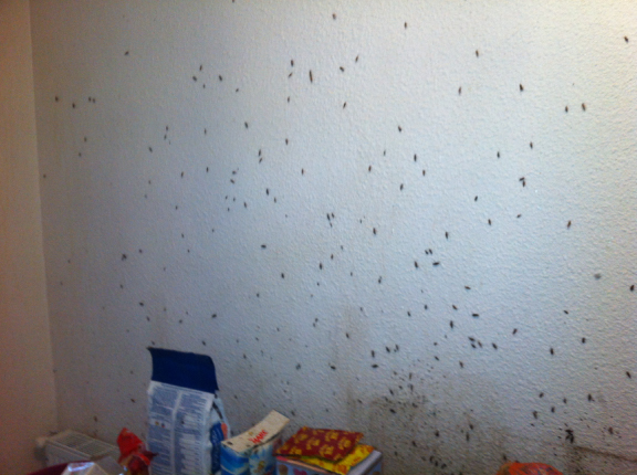 infestation cafards