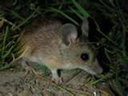 souris dans l'herbe