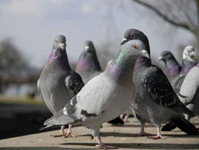 pigeon nature