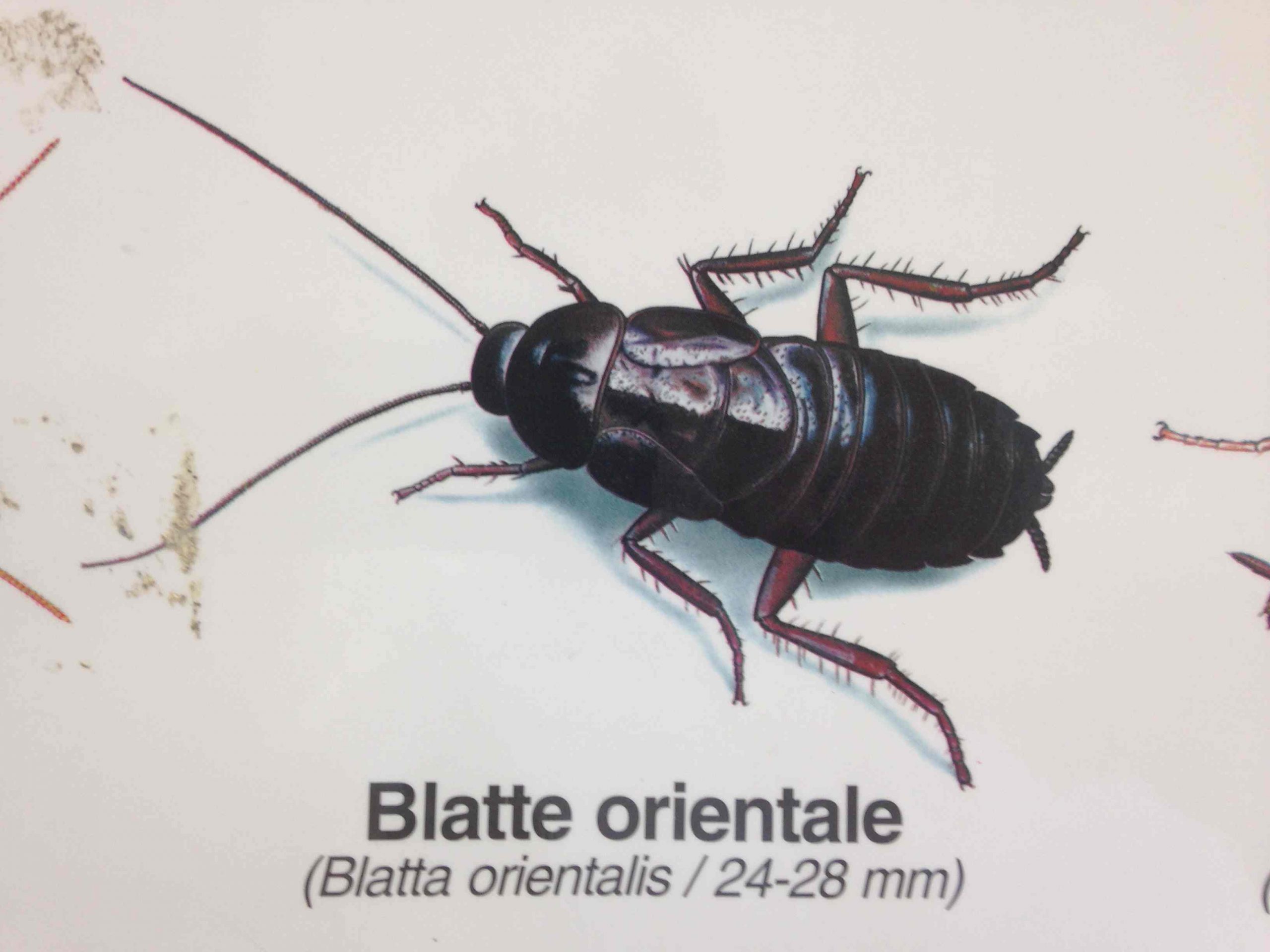 Blatte orientale